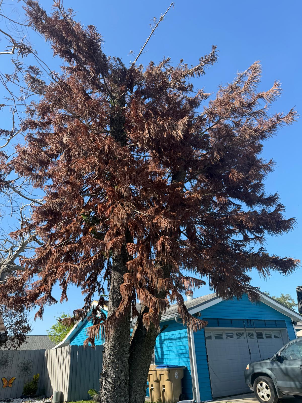 Tree with brown foliage standing beside a blue house and driveway