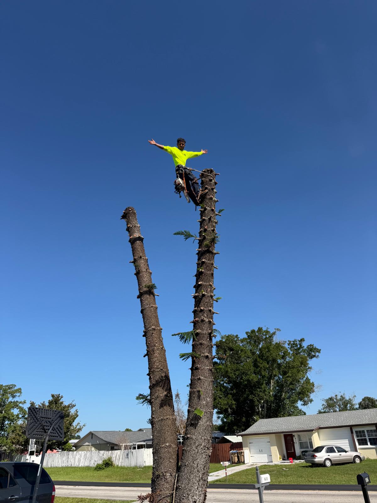 Person in climbing gear posing with arms out atop two cut tree trunks