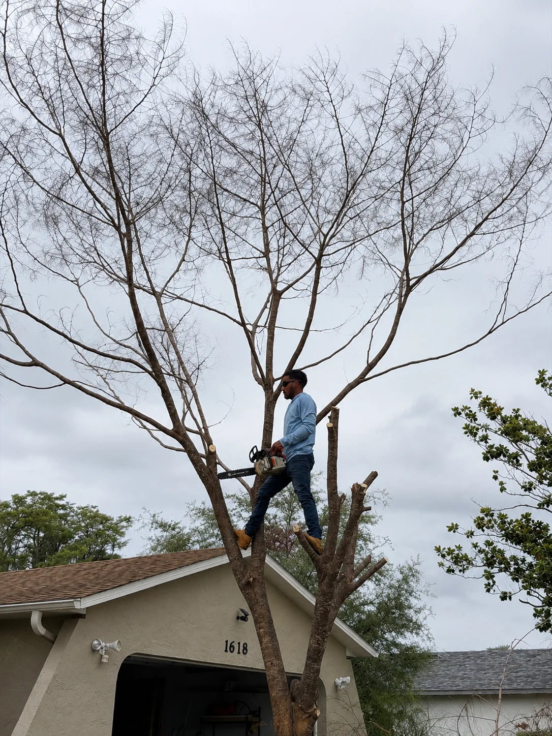 Finished dead tree trimming in Central Florida with hazardous branches removed