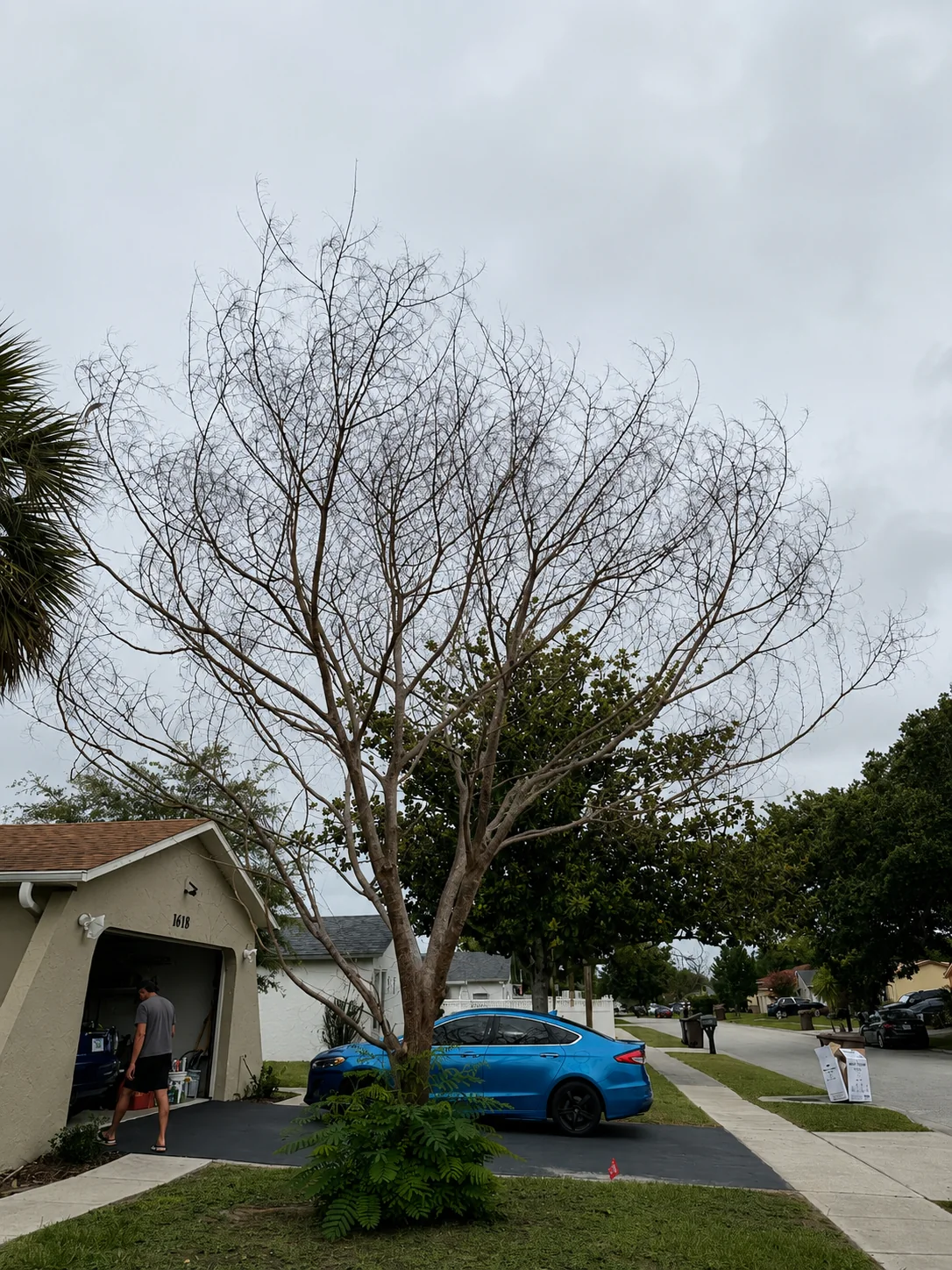 Dead tree in Central Florida before professional trimming and hazard reduction
