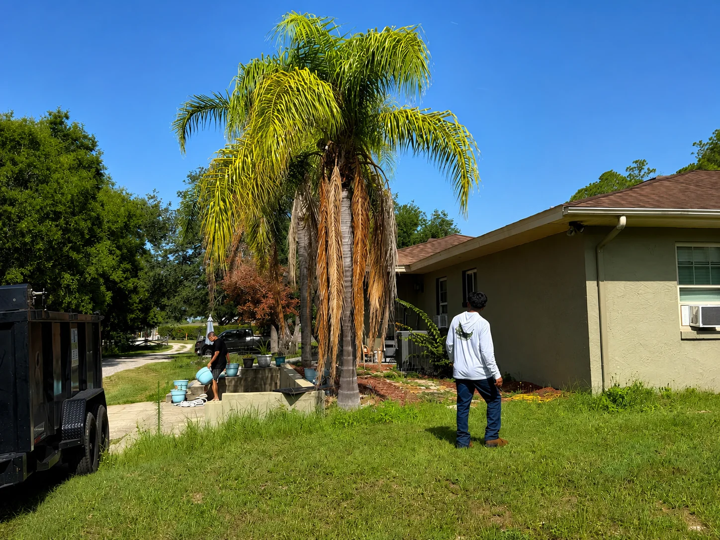 Central Florida palm tree before removal near a residential property