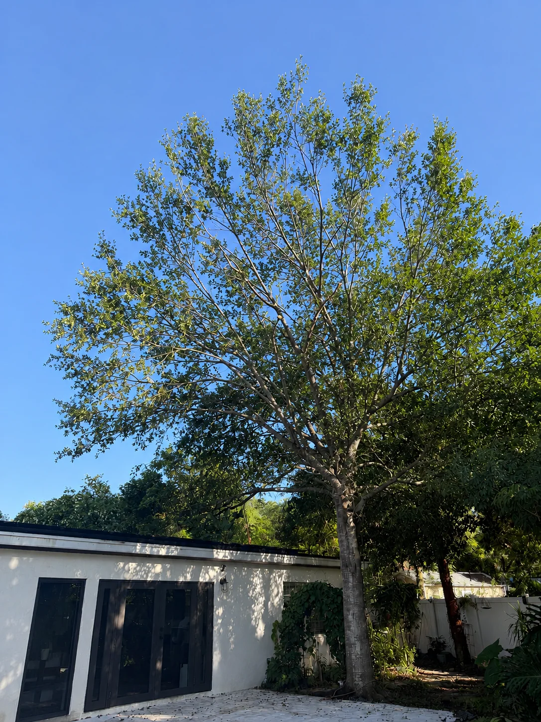 Finished residential tree trimming in Central Florida with improved clearance around the property