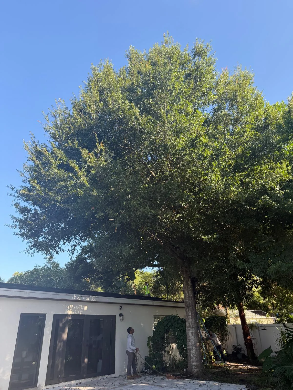 Residential tree in Central Florida before trimming and clearance work