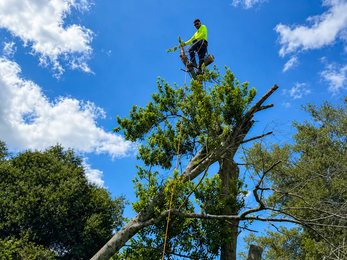 OP Tree Services arborist performing professional tree removal in Central Florida