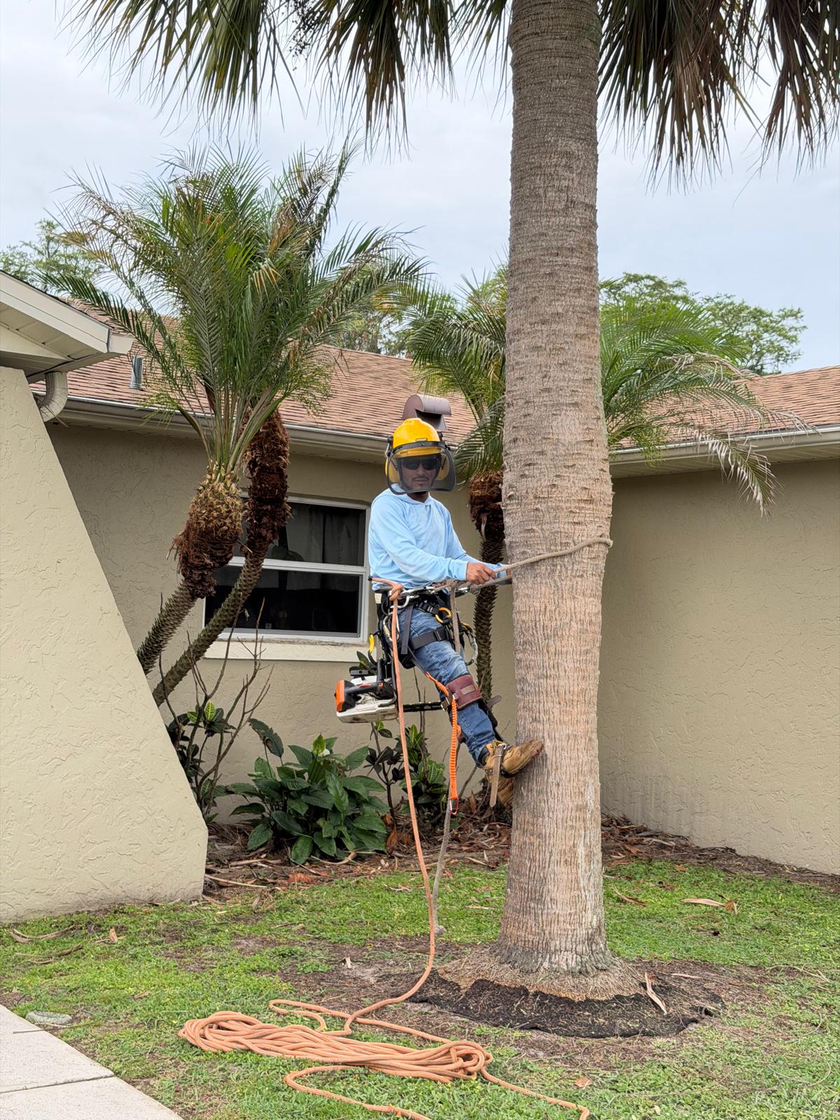 Person wearing a helmet and harness holding a rope beside a palm tree